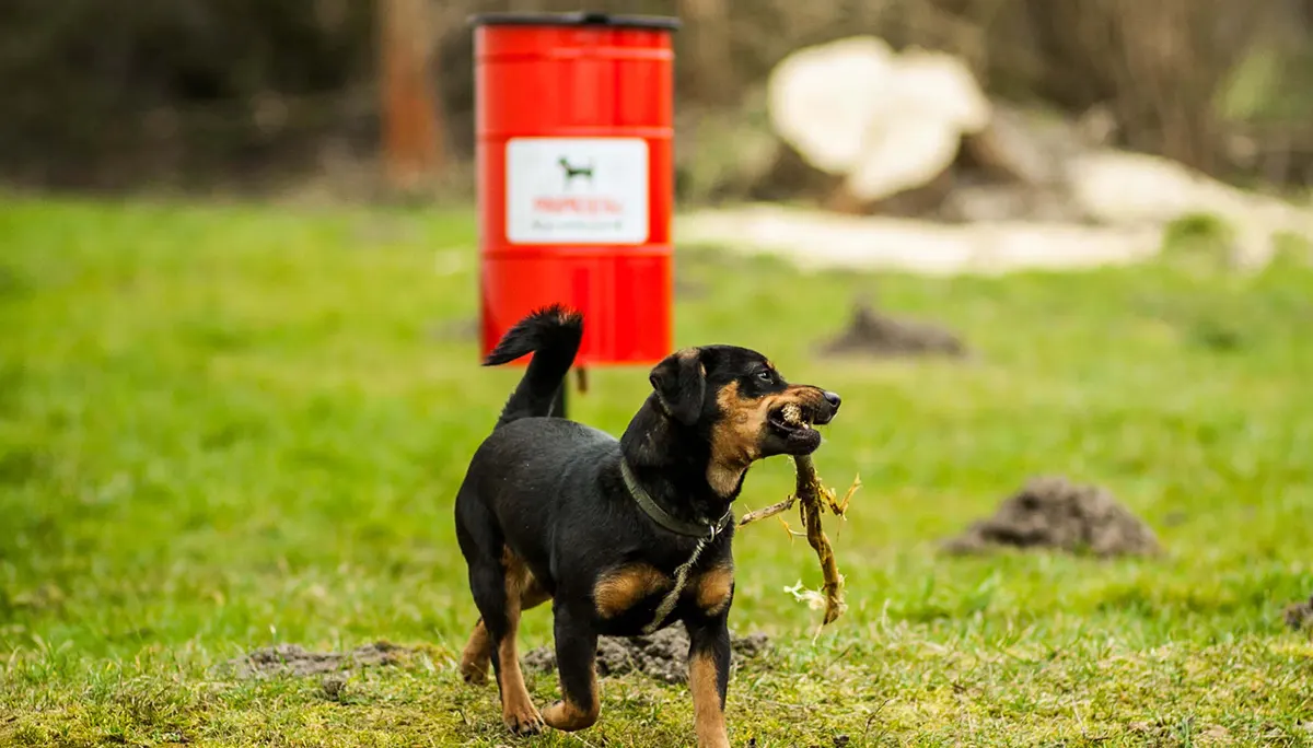 ¡Es la hora de recoger las heces de tu mascota!
