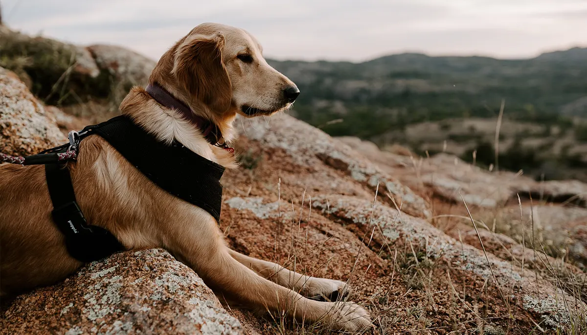Viajas con tu mascota a la montaña: ¿qué deberías llevar?