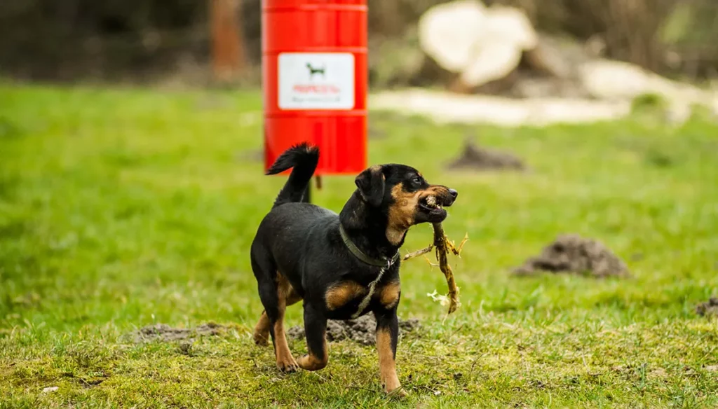 ¿Por qué la basura es tan peligrosa?